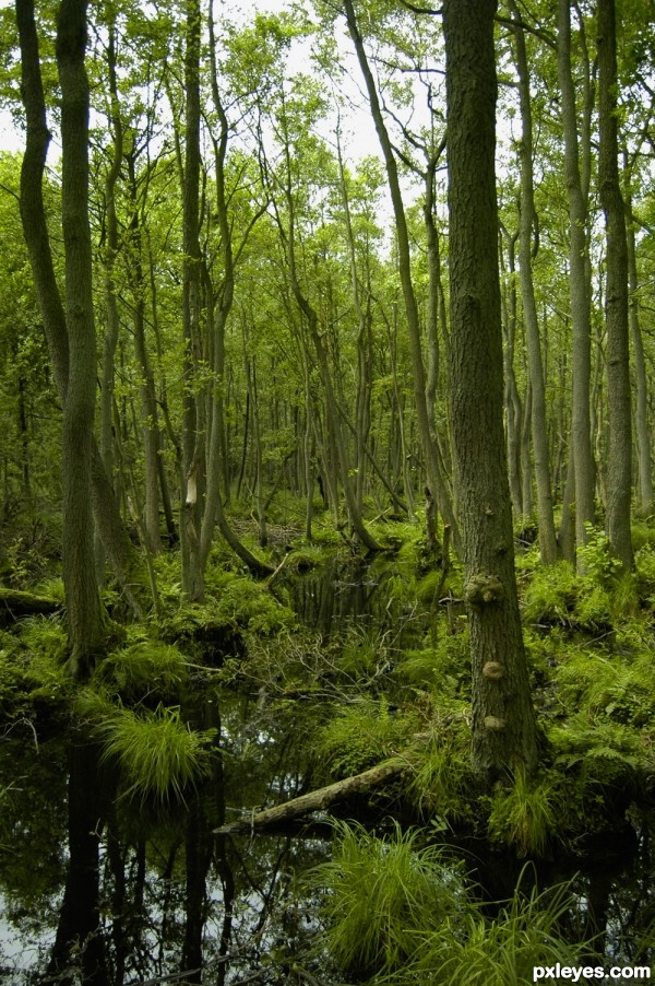 Green Forest