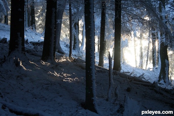 INto the Magic Forest