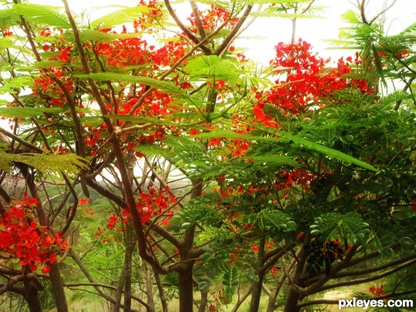 Red flower tree