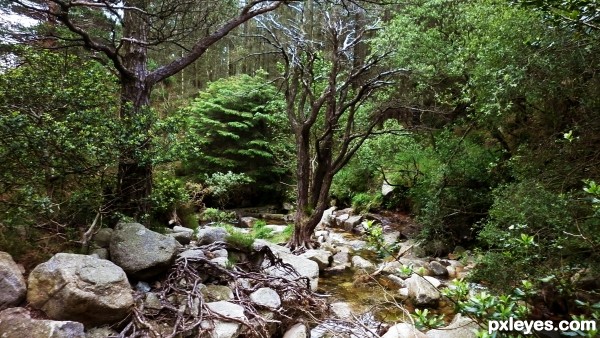 The Whispering Forest