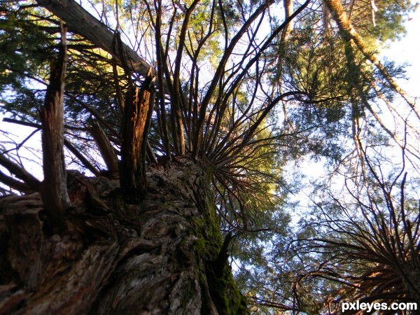 Tree Troll Hideaway