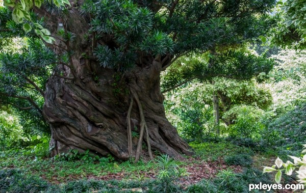 Wishing Tree