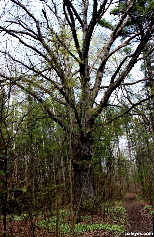 Woods Giant Tree