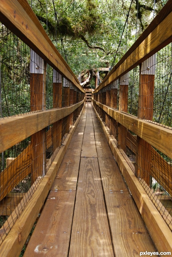 Creation of canopy walkway: Final Result