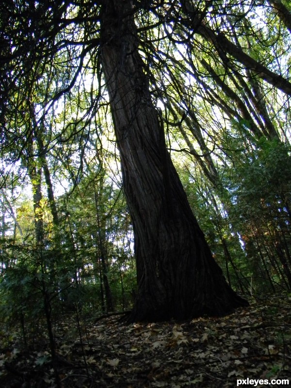 sleepy hollow tree