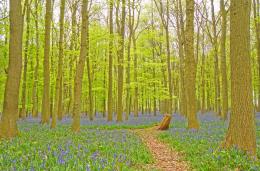 Bluebells in Amersham