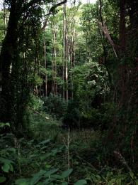 Fairy grotto