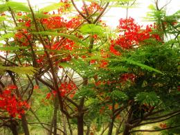 Red flower tree Picture