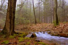 Tolgy Wood