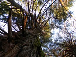 Tree Troll Hideaway