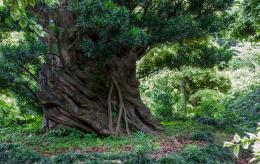 Wishing Tree