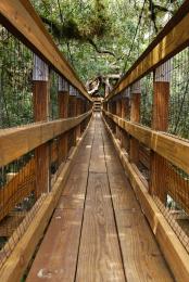 canopy walkway