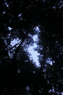 Creepy Forest 