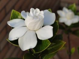 Gardenia