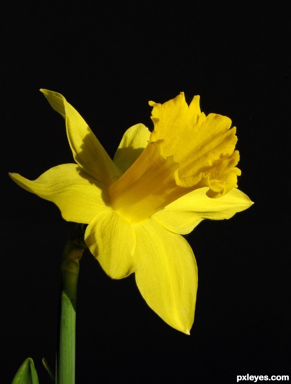 Daffodil