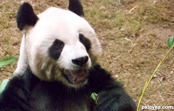 Giant Panda