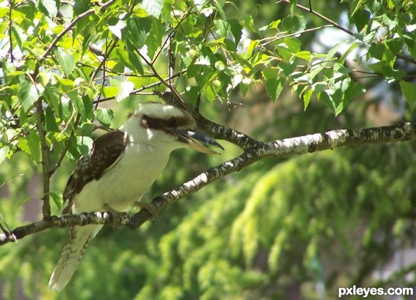 Kookaburra