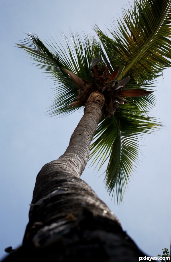 Sabal Palm