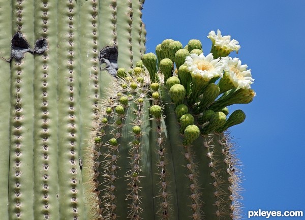 Saguaro Blossom