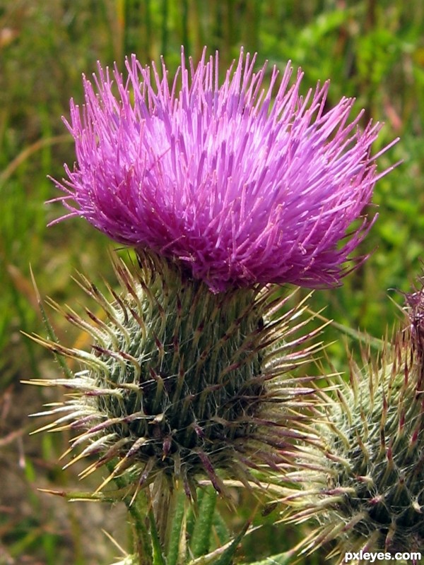 Thistle