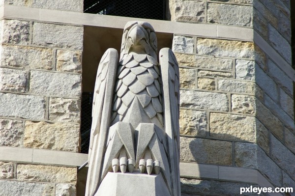 USA, Bald Eagle