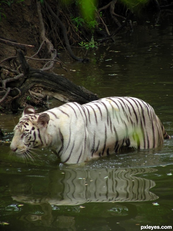 White Bengal Tiger_India