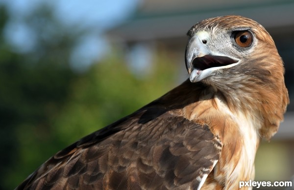 red tail hawk photoshop picture)