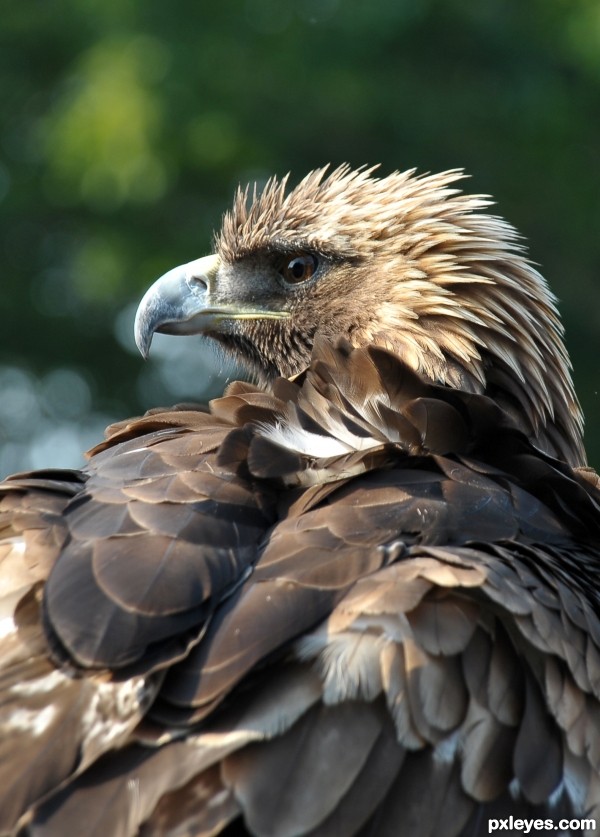 baby bald eagle