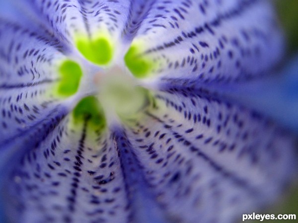 gentian macro shot