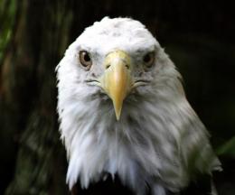 BaldEagle