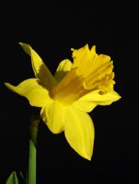 Daffodil