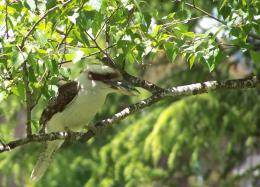 Kookaburra