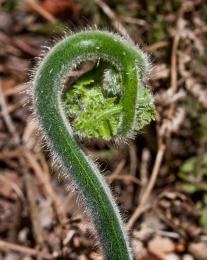 Koru