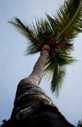Sabal Palm
