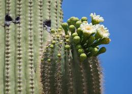 Saguaro Blossom