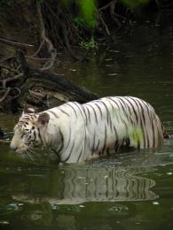White Bengal Tiger_India