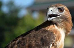 red tail hawk