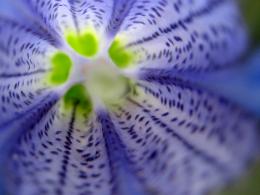 gentian macro shot