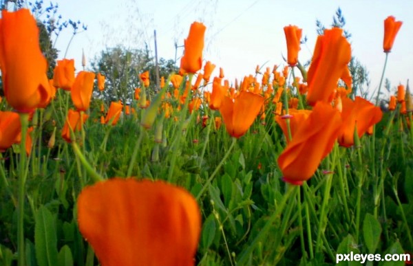 California Poppy