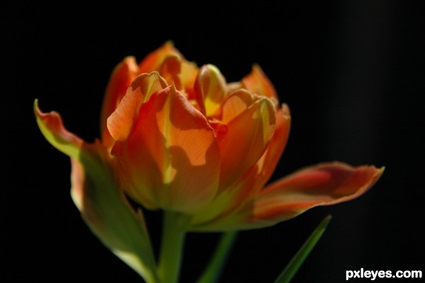 Dutch Tulip