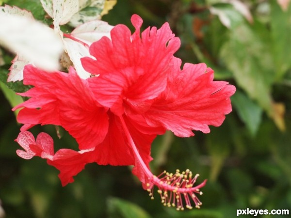 Hibiscus rosa-sinensis