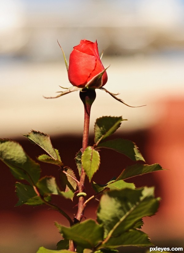 Long stem Rose