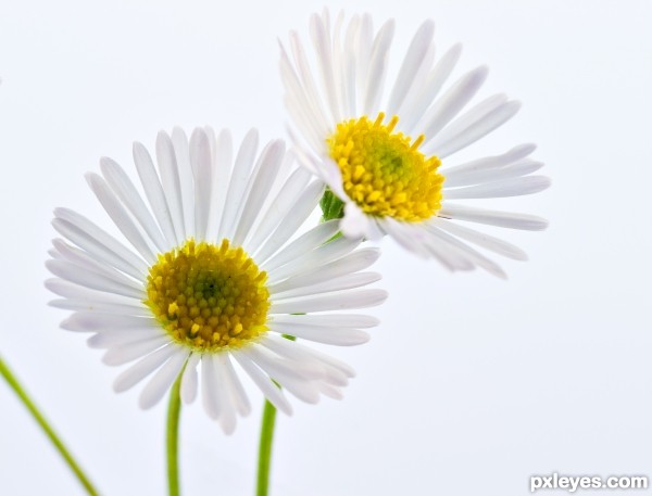 Marguerite Daisy