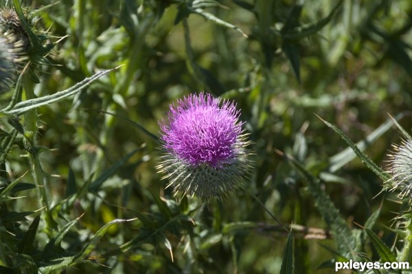O flower of Scotland...