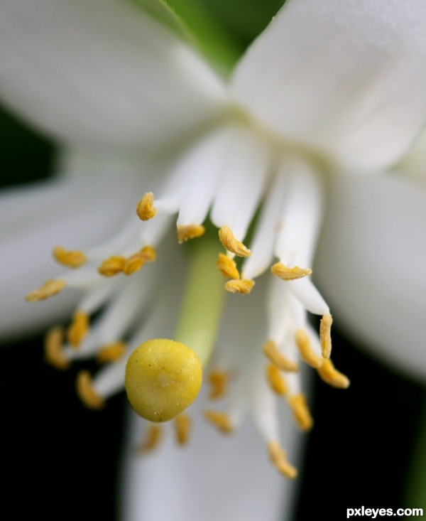 Orange Blossom