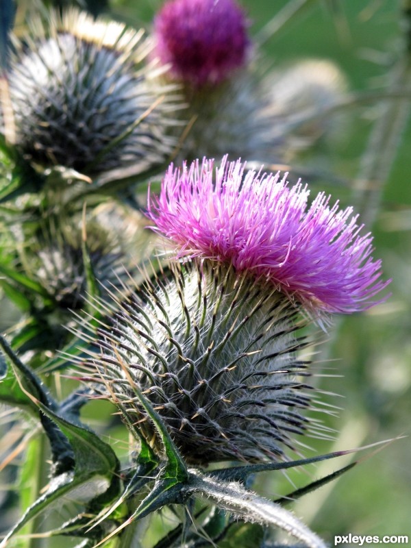 The Thistle