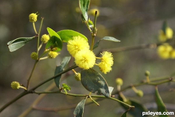 wattle