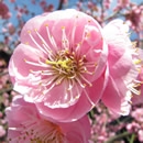 national flowers photography contest