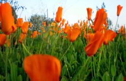 California Poppy