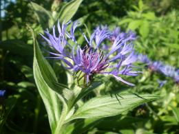 Cornflower